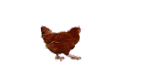 Transparent GIF of a cock walking and scratching